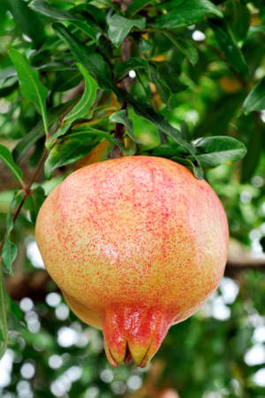 Red and ripe pomegranate on the branch of a pomegranate tree in an biological orchard.の写真素材