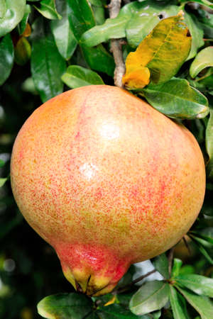Red and ripe pomegranate on the branch of a pomegranate tree in an biological orchard.の写真素材