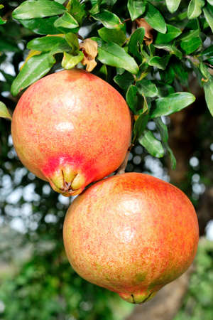 Red and ripe pomegranate on the branch of a pomegranate tree in an biological orchard.の写真素材