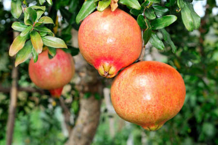 Red and ripe pomegranate on the branch of a pomegranate tree in an biological orchard.の写真素材