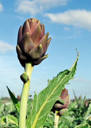 Cultivation of artichokes of the variety Theme photographed in daylight.の写真素材