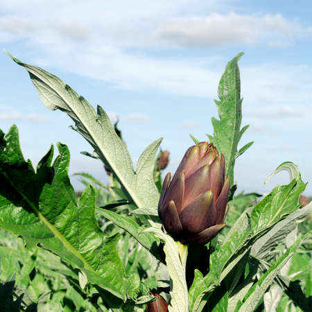 Cultivation of artichokes of the variety Theme photographed in daylight.の写真素材