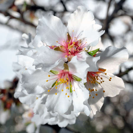 Picture of of the almond tree in blossoms, photographed in the sunlight with the aid of a flashの写真素材