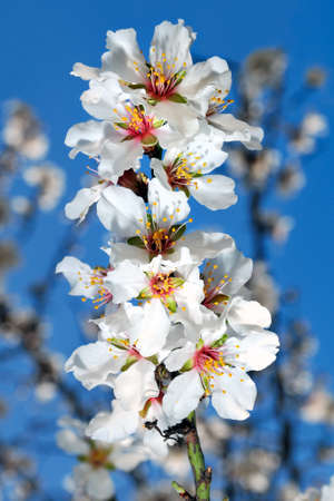 Picture of of the almond tree in blossoms, photographed in the sunlight with the aid of a flashの写真素材