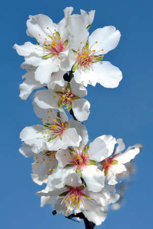 Picture of of the almond tree in blossoms, photographed in the sunlight with the aid of a flashの写真素材