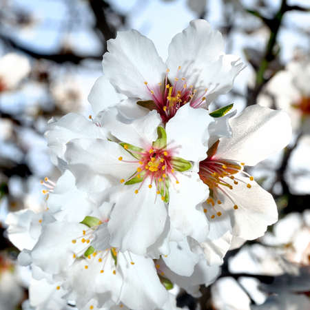 Picture of of the almond tree in blossoms, photographed in the sunlight with the aid of a flashの写真素材
