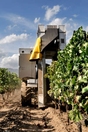 Grape harvest with mechanical harvesting through the processing machineの写真素材