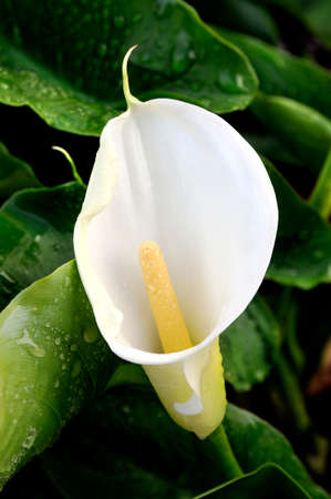 Top view of a calla lilies belonging to the family covered with water drops.の写真素材