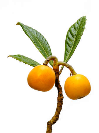 Medlars produced with organic cultivation photograph on a white backgroundの写真素材