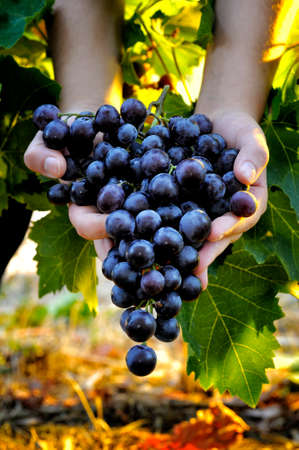 Close up of hands with a beautiful bunch of ripe freshly harvested grapes