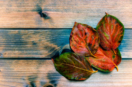 Composition of colorful autumn leaves on an antique wooden tableの写真素材