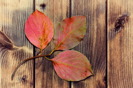Composition of colorful autumn leaves on an antique wooden table