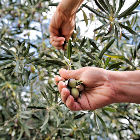 Closeup of hands of an adult woman as she works to pick olives.の写真素材