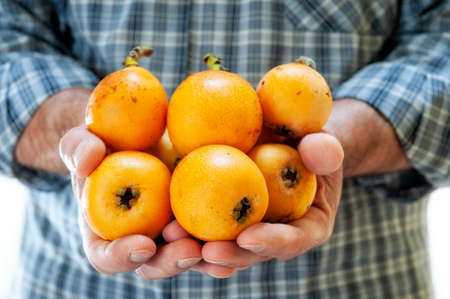 Caucasian farmer holds freshly harvested ripe medlars in his handsの写真素材