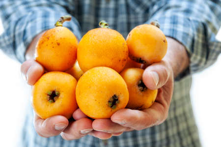 Caucasian farmer holds freshly harvested ripe medlars in his handsの写真素材
