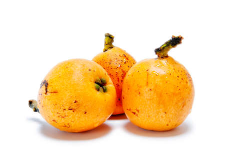 Close-up of freshly harvested fresh loquats in an organic orchard, isolated over white background.
