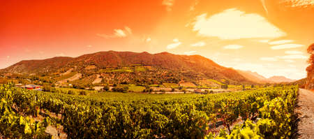 Beautiful sunrise over a landscape of a vineyard laden with bunches of ripe grapes in the summerの写真素材