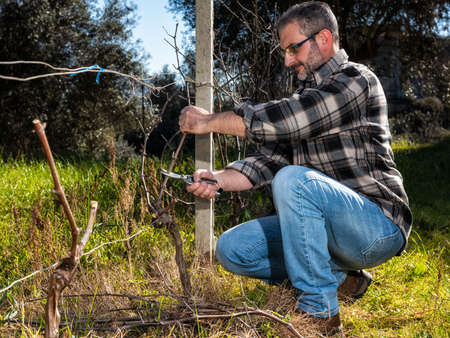 Caucasian wine grower at work engaged in pruning the vine with professional scissors. Traditional...