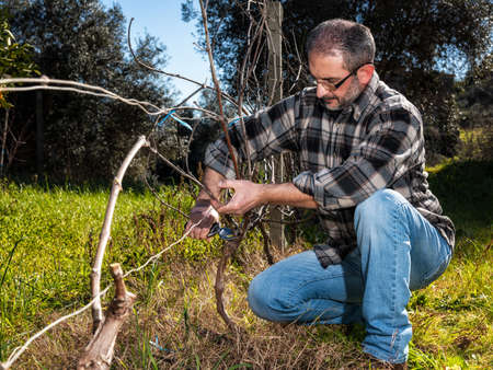 Caucasian wine grower at work engaged in pruning the vine with professional scissors. Traditional agriculture.の写真素材