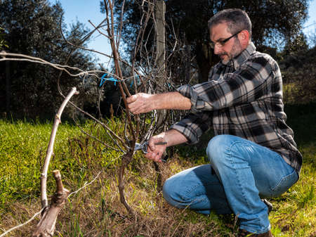 Caucasian wine grower at work engaged in pruning the vine with professional scissors. Traditional agriculture.の写真素材