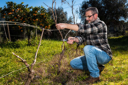 Caucasian wine grower at work engaged in pruning the vine with professional scissors. Traditional agriculture.の写真素材