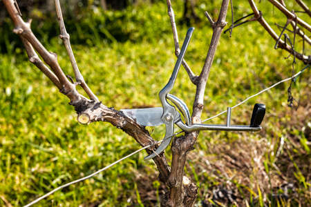 Close-up of a pair of professional steel scissors for pruning the vine. Traditional agricultureの写真素材