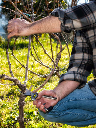 Close up of the hands of a Caucasian wine grower  at work, engaged in pruning the vine with professional scissors. Traditional agriculture.の写真素材