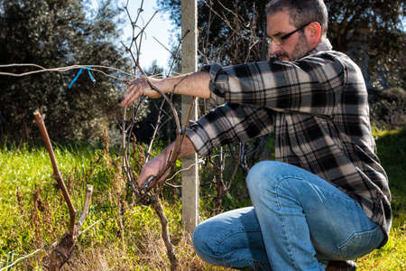 Caucasian wine grower at work engaged in pruning the vine with professional scissors. Traditional agriculture.の写真素材