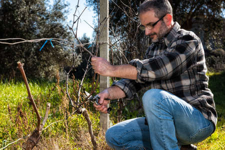 Caucasian wine grower at work engaged in pruning the vine with professional scissors. Traditional agriculture.の写真素材
