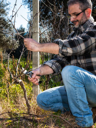 Caucasian wine grower at work engaged in pruning the vine with professional scissors. Traditional agriculture.の写真素材