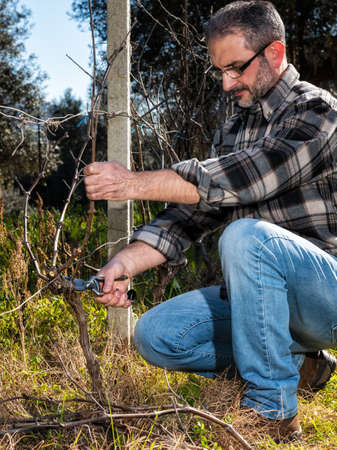Caucasian wine grower at work engaged in pruning the vine with professional scissors. Traditional agriculture.の写真素材
