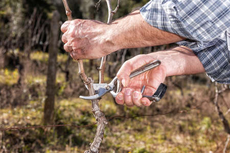 Close up of the hands of a Caucasian wine grower  at work in an old vineyard, performs the pruning of the vine with professional scissors. Traditional agriculture.の写真素材