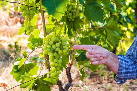 Caucasian winegrower working in an organic vineyard, indicates with his hand a bunch of grapes still unripe. Traditional agriculture. Sardinia.の写真素材