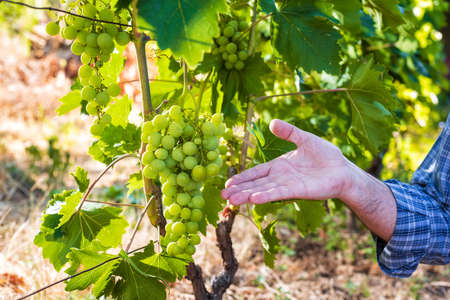Caucasian winegrower working in an organic vineyard, indicates with his hand a bunch of grapes still unripe. Traditional agriculture. Sardinia.の写真素材