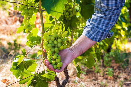 Caucasian winegrower working in an organic vineyard, he holds a bunch of grapes still unripe in his hand. Traditional agriculture. Sardinia.の写真素材