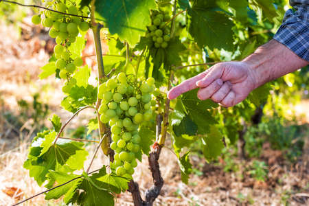 Caucasian winegrower working in an organic vineyard, indicates with his hand a bunch of grapes still unripe. Traditional agriculture. Sardinia.の写真素材