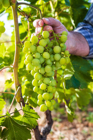 Close-up. Caucasian winegrower working in an organic vineyard, he holds a bunch of grapes still unripe in his hand. Traditional agriculture. Sardinia.の写真素材