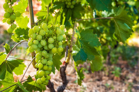 Close-up of a bunch of unripe grapes in an organic vineyard. Traditional agriculture. Sardinia.の写真素材