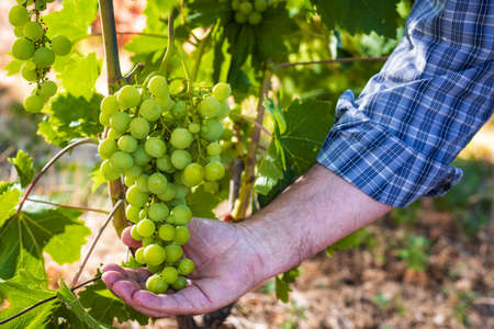 Close-up. Caucasian winegrower working in an organic vineyard, he holds a bunch of grapes still unripe in his hand. Traditional agriculture. Sardinia.の写真素材