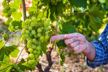 Close-up. Caucasian winegrower working in an organic vineyard, indicates with his hand a bunch of grapes still unripe. Traditional agriculture. Sardinia.の写真素材