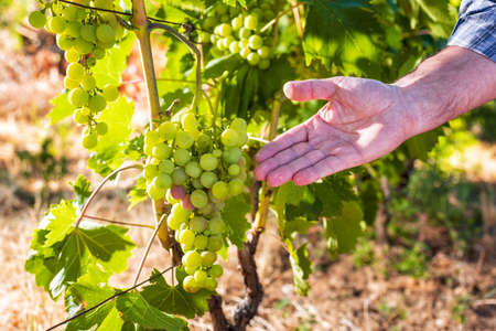 Caucasian winegrower working in an organic vineyard, indicates with the hand a bunch of grapes with the first ripening berries. Traditional agriculture. Sardinia.の写真素材
