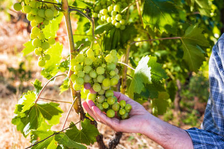 Caucasian winegrower working in an organic vineyard, he holds a bunch of grapes with his first ripening berries. Traditional agriculture. Sardinia.の写真素材