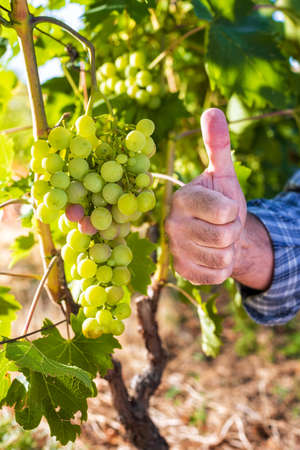 Caucasian winegrower working in an organic vineyard, ago ok sign with his thumb up. Traditional agriculture. Sardinia.の写真素材