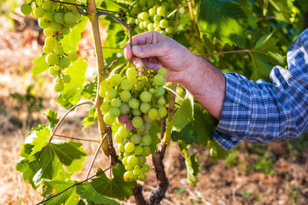 Caucasian winegrower working in an organic vineyard, he holds a bunch of grapes with his first ripening berries. Traditional agriculture. Sardinia.の写真素材