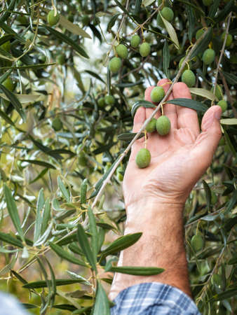 Close-up of the hands of a caucasian olive grower while he checks still unripe olives. Traditional agriculture. Ancient crafts.の写真素材