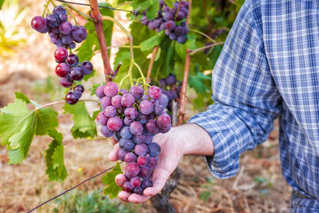 Caucasian winegrower working in an organic vineyard, he holds a bunch of ripe grapes with his hand. Traditional agriculture. Sardinia.の写真素材