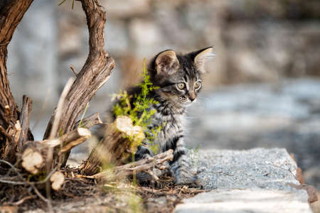 Kitten photographed outdoors in the branches of a tree and dry grass. Pets. Felines.の写真素材