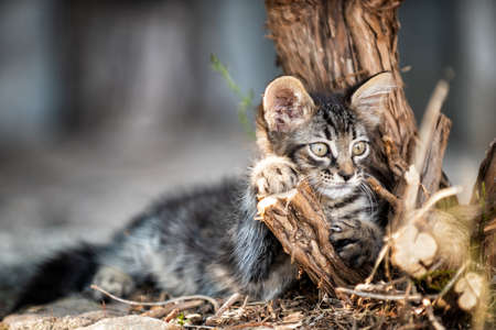 Kitten photographed outdoors in the branches of a tree and dry grass. Pets. Felines.の写真素材