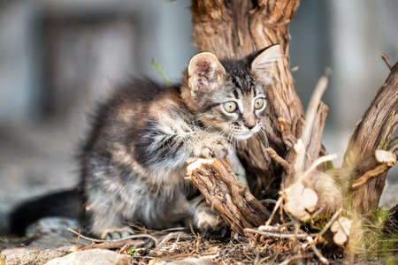Kitten photographed outdoors in the branches of a tree and dry grass. Pets. Felines.の写真素材