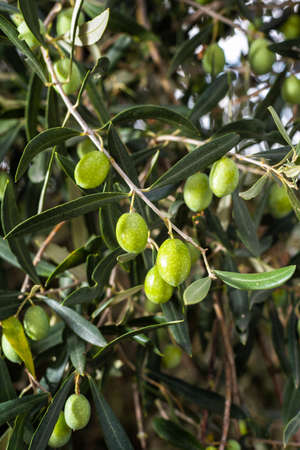 Unripe olives on a tree in a Mediterranean olive grove. Traditional agriculture.の写真素材